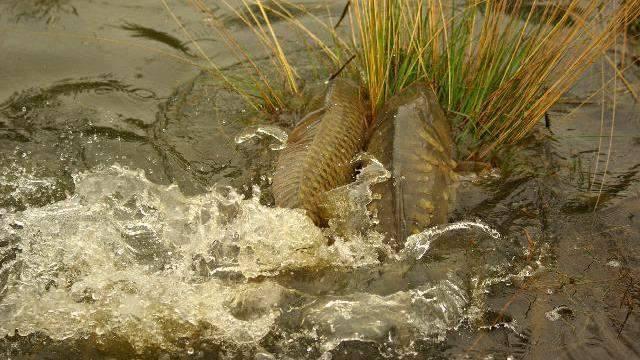 ::::::::LIKE:::::::: - 9697165416208558736872097803889n.jpg